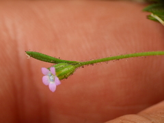 Gilia crassifolia