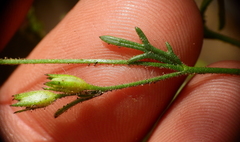 Gilia crassifolia