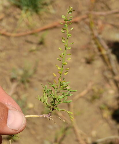 Lepidium tandilense, 2020-11-13