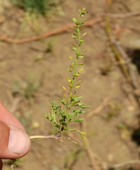 Lepidium tandilense