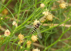 Austroscaeva occidentalis