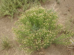 Baccharis darwinii