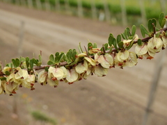 Bougainvillea spinosa