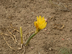 Zephyranthes gilliesiana