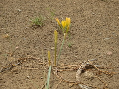 Zephyranthes gilliesiana