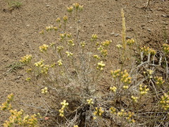Senecio filaginoides