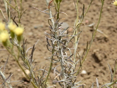 Senecio filaginoides