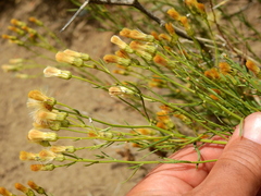Baccharis darwinii