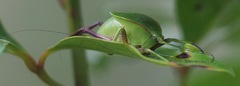 Cesacomora