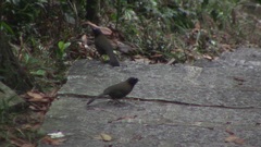 Pterorhinus chinensis monachus