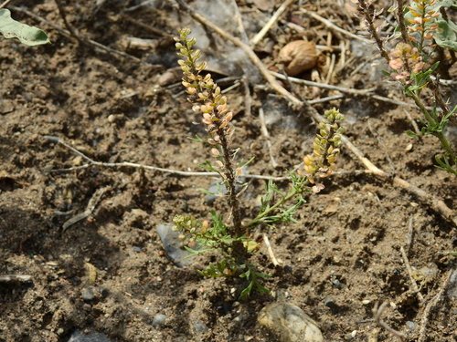 Lepidium tandilense, 2020-11-13