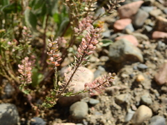 Lepidium bonariense