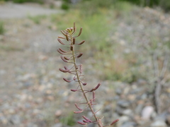 Descurainia erodiifolia