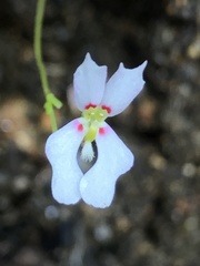 Stylidium calcaratum