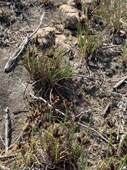 Cyperus rupestris rupestris