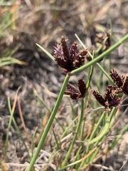 Cyperus rupestris rupestris