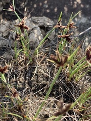 Cyperus rupestris rupestris