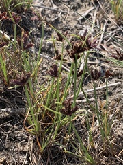 Cyperus rupestris rupestris