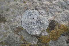 Rhizocarpales