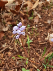 Muscari parviflorum