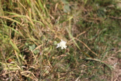 Scabiosa bipinnata