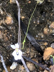 Stylidium calcaratum