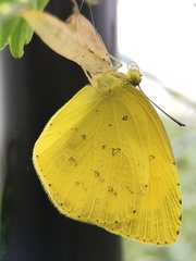 Eurema mandarina