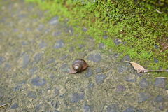 Cyclophorus herklotsi