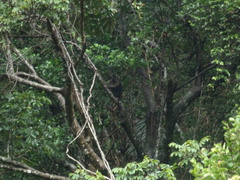 Macaca silenus