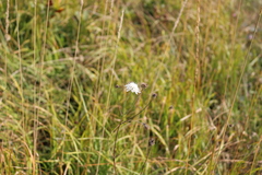 Scabiosa bipinnata