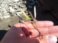 Polanisia dodecandra dodecandra