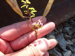 Polanisia dodecandra dodecandra