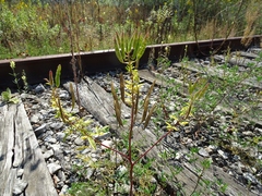 Polanisia dodecandra dodecandra