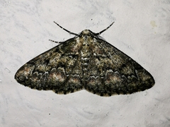 Cleorodes lichenaria