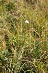 Scabiosa bipinnata