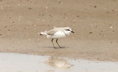 Charadrius pallidus