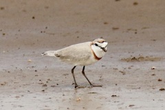 Charadrius pallidus