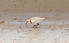 Charadrius pallidus