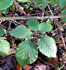 Rubus anisacanthos