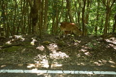 Cervus nippon yakushimae