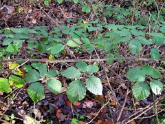 Rubus anisacanthos
