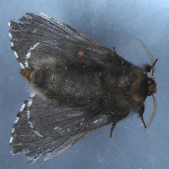 Symphyta nyctopis