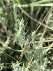 Helichrysum reflexum
