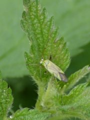 Adelphocoris quadripunctatus
