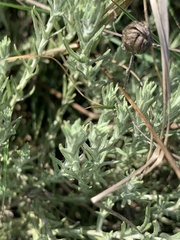 Helichrysum reflexum