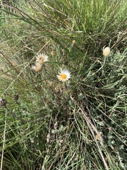 Helichrysum reflexum