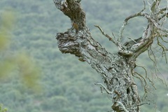 Chloropicus griseocephalus