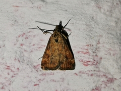 Pyrausta despicata