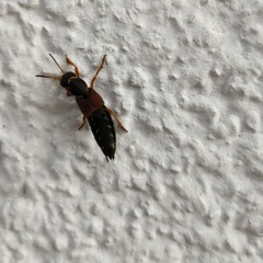 Staphylinus dimidiaticornis