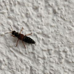 Staphylinus dimidiaticornis